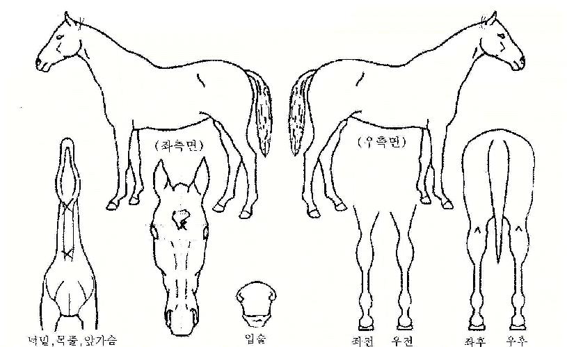 ���������� ����,���,�޸�,�λ�,�ٸ��� Ư¡����