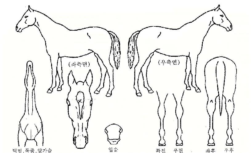 �����̴��� ����,���,�޸�,�λ�,�ٸ��� Ư¡����