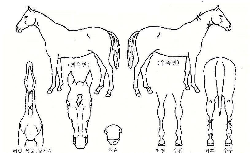 À̱ÛÁ¶ÀÌÀÇ Ãø¸é,¿ì¸é,µÞ¸é,µÎ»ó,´Ù¸®ÀÇ Æ¯Â¡µµÇØ