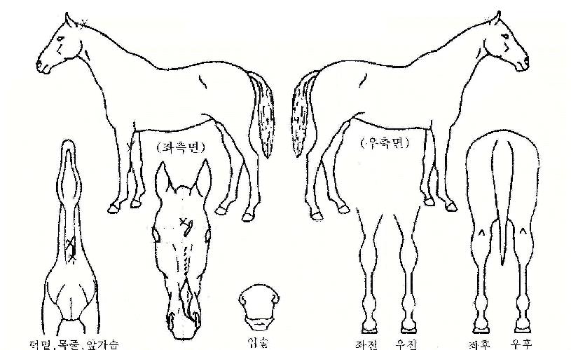 �������� ����,���,�޸�,�λ�,�ٸ��� Ư¡����