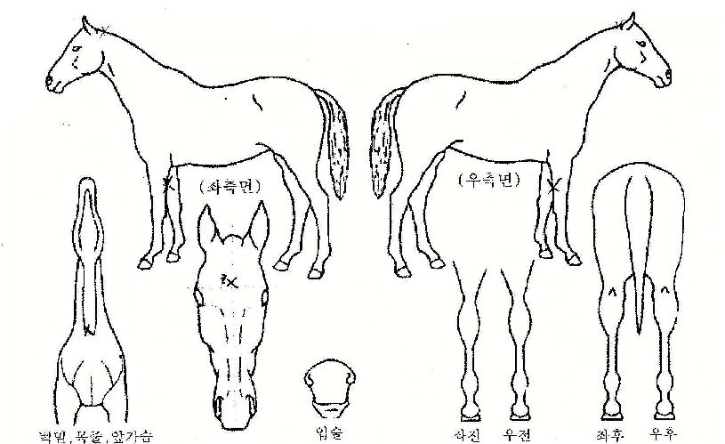 ·Îµå¾÷ÀÇ Ãø¸é,¿ì¸é,µÞ¸é,µÎ»ó,´Ù¸®ÀÇ Æ¯Â¡µµÇØ