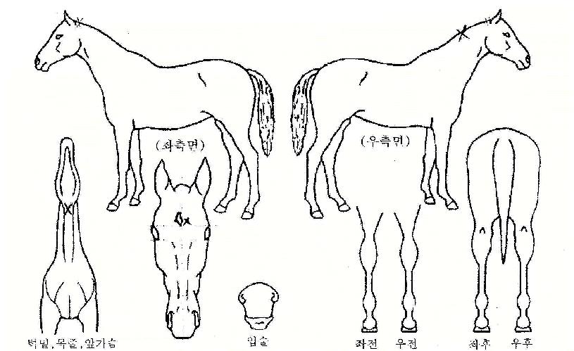 �۾��屺�� ����,���,�޸�,�λ�,�ٸ��� Ư¡����