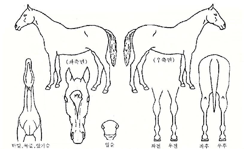 �ø��콺�� ����,���,�޸�,�λ�,�ٸ��� Ư¡����