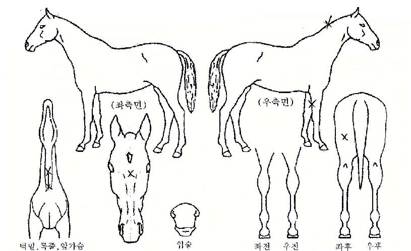 Àϼ¶ÀÇ Ãø¸é,¿ì¸é,µÞ¸é,µÎ»ó,´Ù¸®ÀÇ Æ¯Â¡µµÇØ