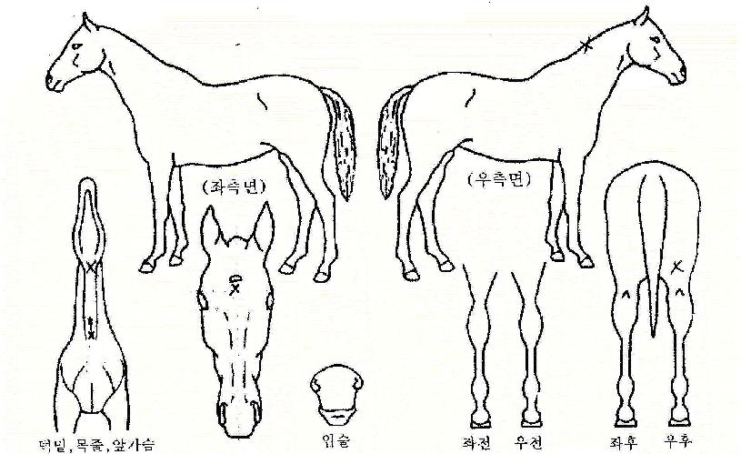 ȣũ¾ÆÀÌÀÇ Ãø¸é,¿ì¸é,µÞ¸é,µÎ»ó,´Ù¸®ÀÇ Æ¯Â¡µµÇØ