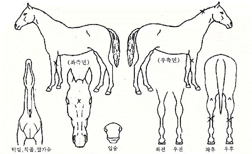 ���ο��� ����,���,�޸�,�λ�,�ٸ��� Ư¡����