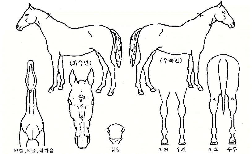 õ±â¼±ºÀÀÇ Ãø¸é,¿ì¸é,µÞ¸é,µÎ»ó,´Ù¸®ÀÇ Æ¯Â¡µµÇØ