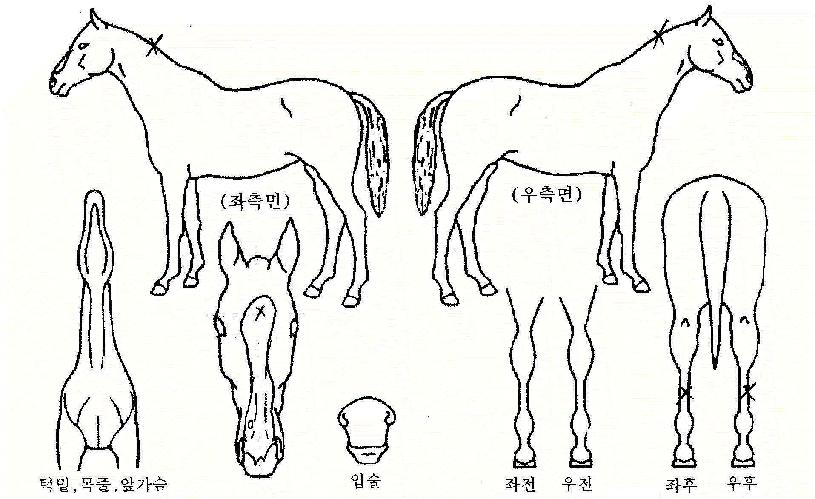 ū�������� ����,���,�޸�,�λ�,�ٸ��� Ư¡����