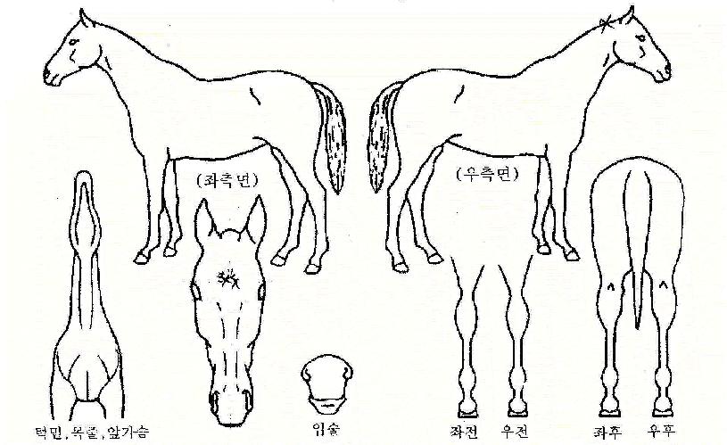 ºí·¢È£Å©ÀÇ Ãø¸é,¿ì¸é,µÞ¸é,µÎ»ó,´Ù¸®ÀÇ Æ¯Â¡µµÇØ