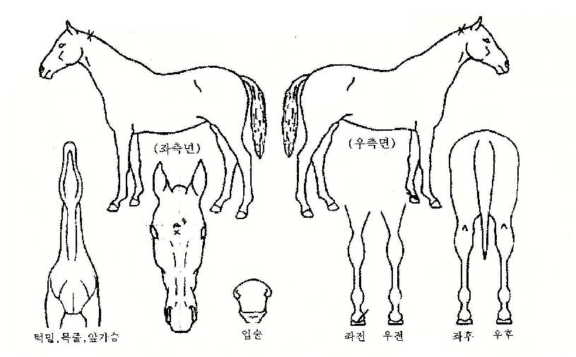 °í»ê°ñÀÇ Ãø¸é,¿ì¸é,µÞ¸é,µÎ»ó,´Ù¸®ÀÇ Æ¯Â¡µµÇØ