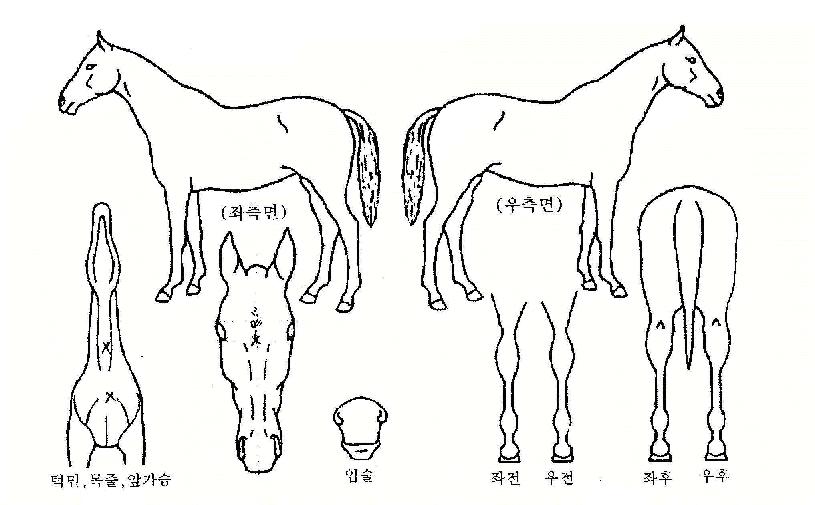 �ҽ����� ����,���,�޸�,�λ�,�ٸ��� Ư¡����