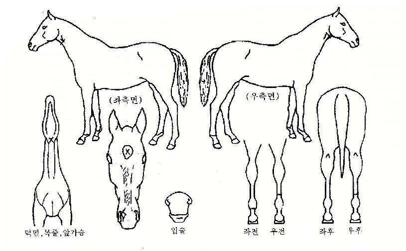 �������� ����,���,�޸�,�λ�,�ٸ��� Ư¡����