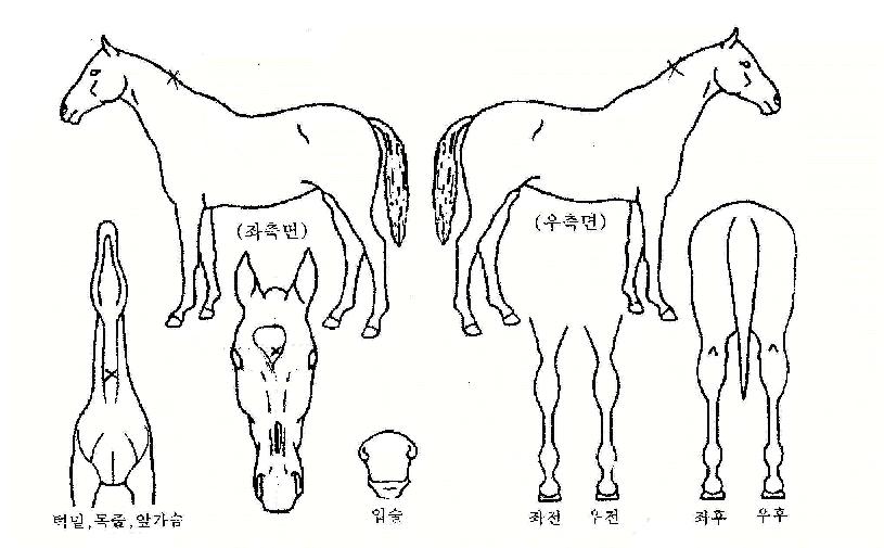 ���Ҿ��� ����,���,�޸�,�λ�,�ٸ��� Ư¡����