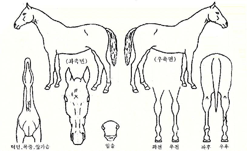 ��Ʈ������ ����,���,�޸�,�λ�,�ٸ��� Ư¡����