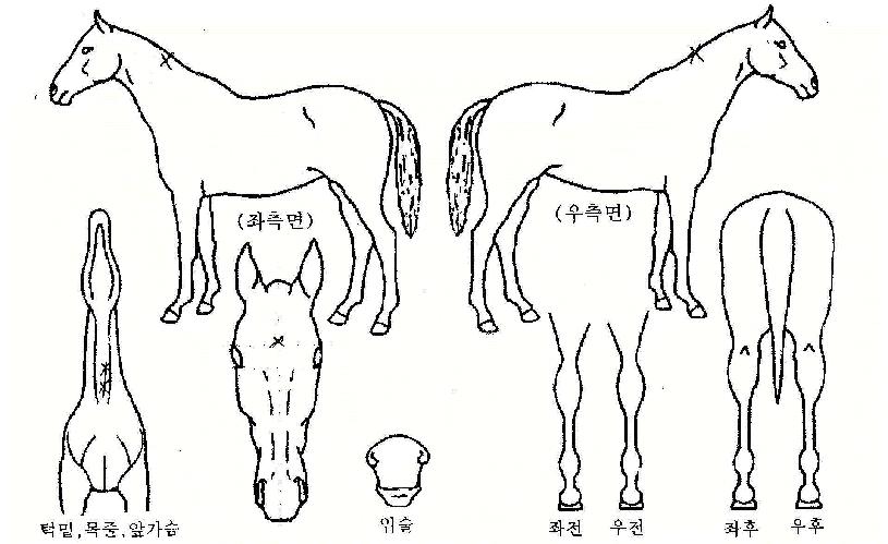 �������� ����,���,�޸�,�λ�,�ٸ��� Ư¡����