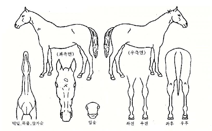 ��õȣ���� ����,���,�޸�,�λ�,�ٸ��� Ư¡����