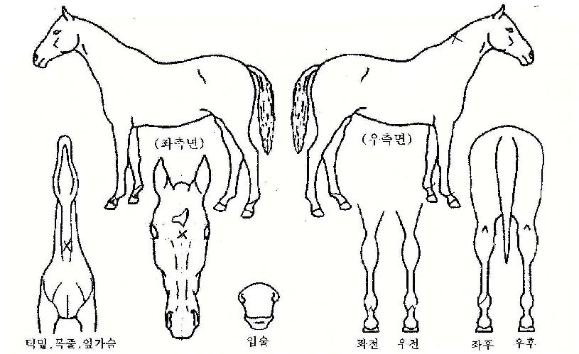 ����� ����,���,�޸�,�λ�,�ٸ��� Ư¡����