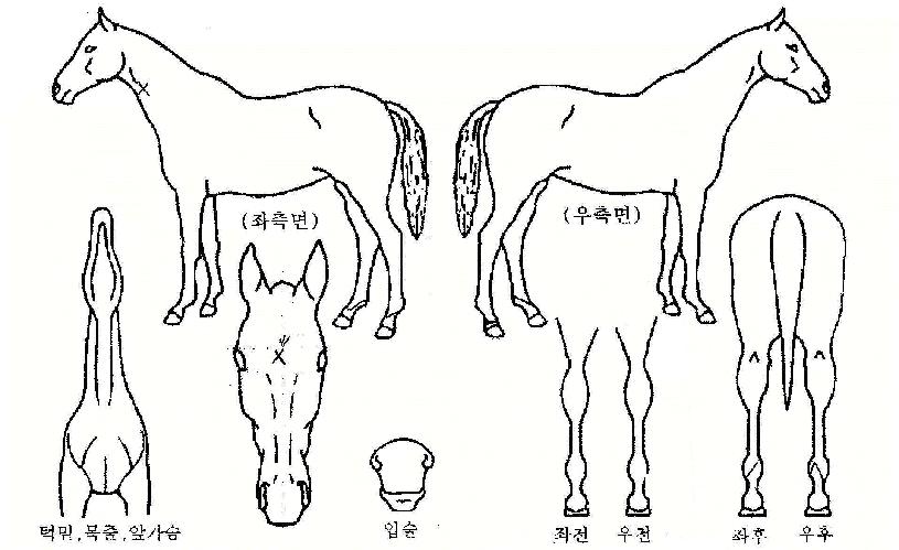 ½Å¼ºÀÚ¸¶ÀÇ Ãø¸é,¿ì¸é,µÞ¸é,µÎ»ó,´Ù¸®ÀÇ Æ¯Â¡µµÇØ