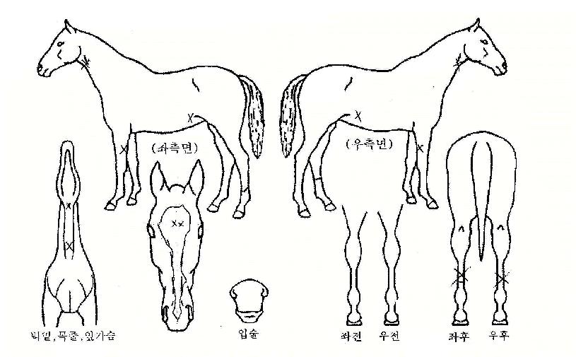 �߷��� ����,���,�޸�,�λ�,�ٸ��� Ư¡����