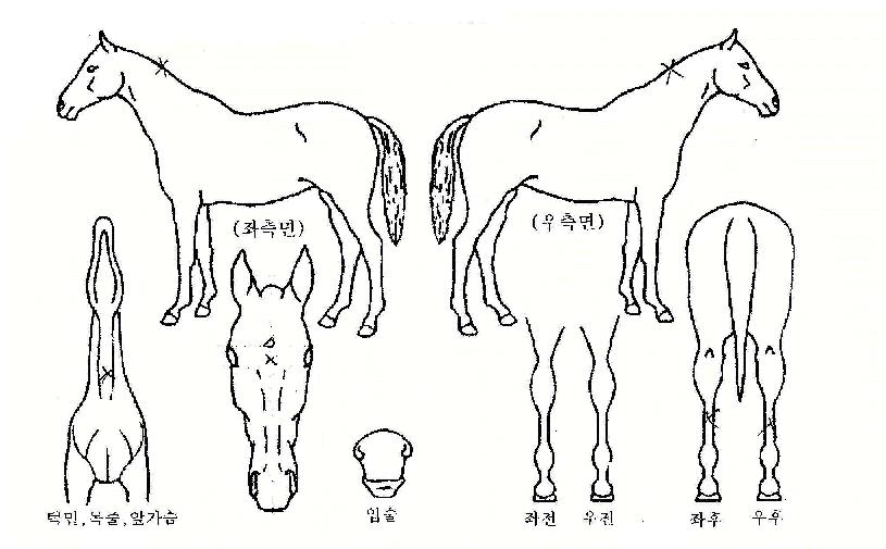 ¾Æ¿ö³ë´øº§ÀÚ¸¶ÀÇ Ãø¸é,¿ì¸é,µÞ¸é,µÎ»ó,´Ù¸®ÀÇ Æ¯Â¡µµÇØ