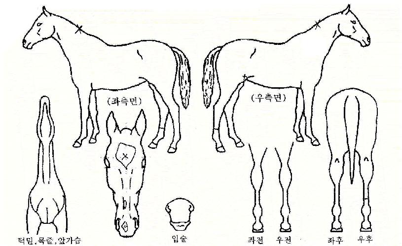 ¸®µùÈ÷ÅÍÀÇ Ãø¸é,¿ì¸é,µÞ¸é,µÎ»ó,´Ù¸®ÀÇ Æ¯Â¡µµÇØ