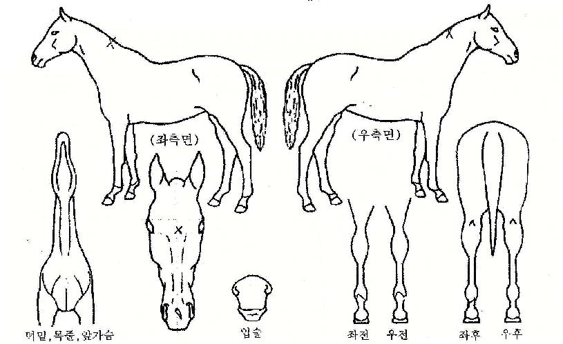 ŷ�����ڸ��� ����,���,�޸�,�λ�,�ٸ��� Ư¡����