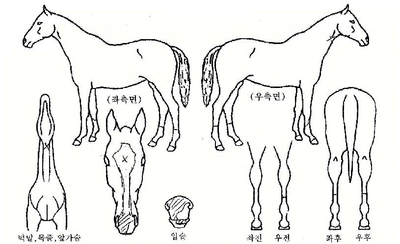 ������ ����,���,�޸�,�λ�,�ٸ��� Ư¡����