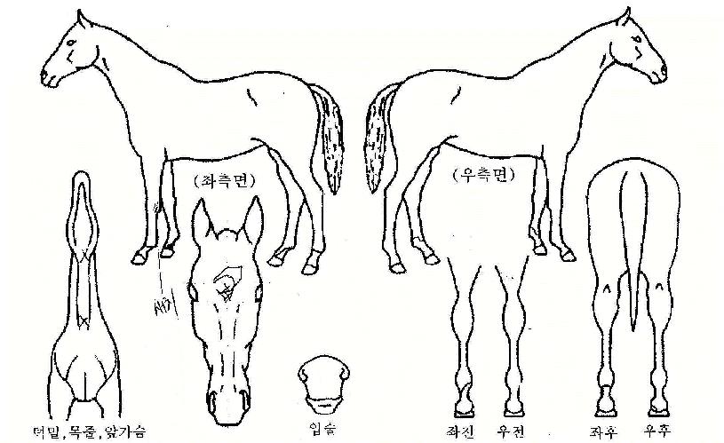 ��������� ����,���,�޸�,�λ�,�ٸ��� Ư¡����