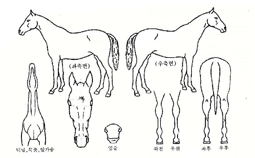 ÇÁ¸°¼¼½º¾Ö¸Ó¸±¸®ÀÚ¸¶ÀÇ Ãø¸é,¿ì¸é,µÞ¸é,µÎ»ó,´Ù¸®ÀÇ Æ¯Â¡µµÇØ