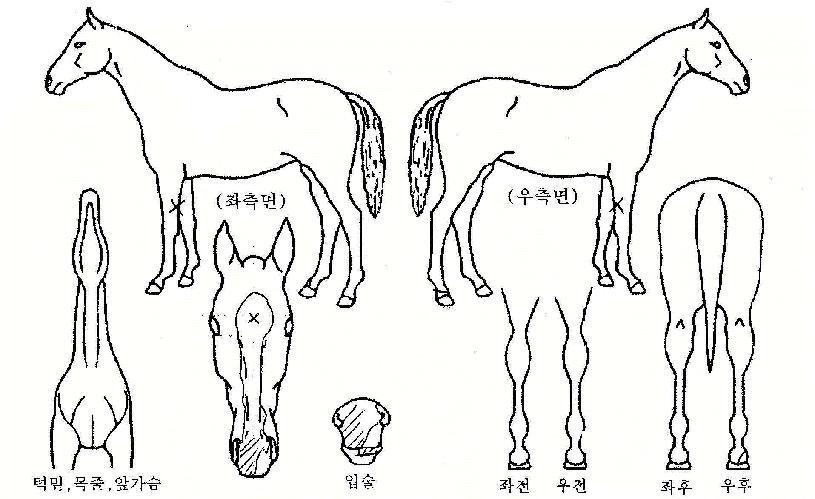 ������� ����,���,�޸�,�λ�,�ٸ��� Ư¡����