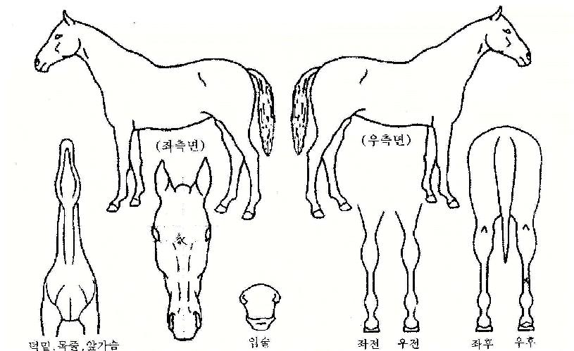 ������������ ����,���,�޸�,�λ�,�ٸ��� Ư¡����