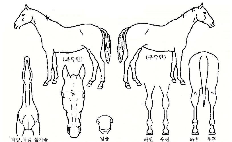 �ʽº����� ����,���,�޸�,�λ�,�ٸ��� Ư¡����