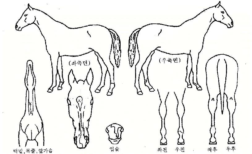 ÁÖ¸»ºñÇàÀÇ Ãø¸é,¿ì¸é,µÞ¸é,µÎ»ó,´Ù¸®ÀÇ Æ¯Â¡µµÇØ