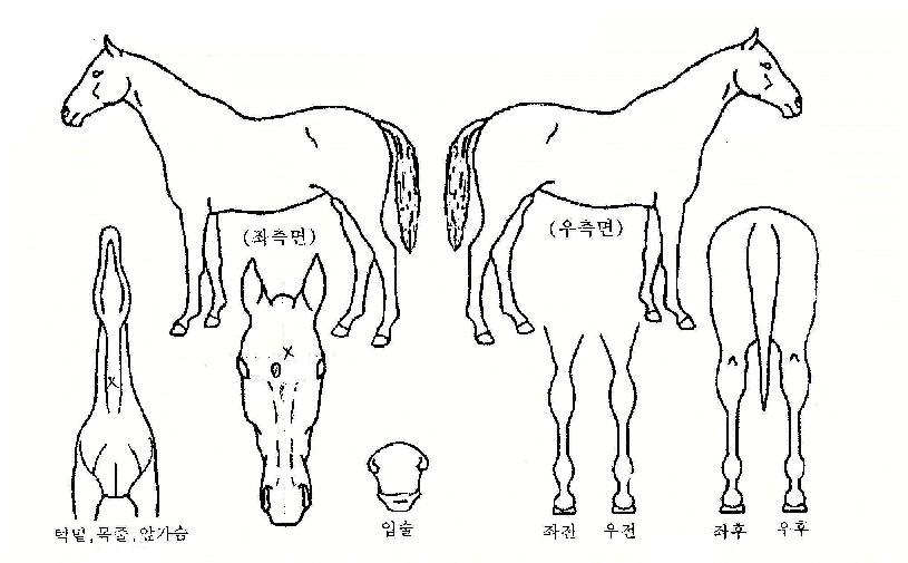 �ݻ����� ����,���,�޸�,�λ�,�ٸ��� Ư¡����