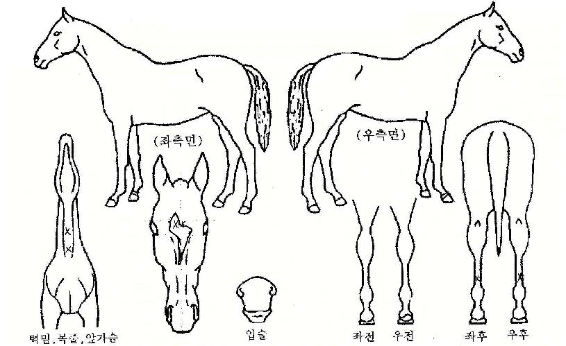 ����õ���� ����,���,�޸�,�λ�,�ٸ��� Ư¡����