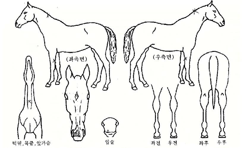 °ü¾Ç´ë½ÂÀÇ Ãø¸é,¿ì¸é,µÞ¸é,µÎ»ó,´Ù¸®ÀÇ Æ¯Â¡µµÇØ