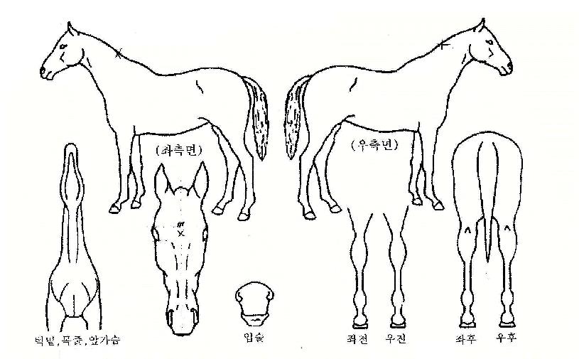 ��ȭ�� ����,���,�޸�,�λ�,�ٸ��� Ư¡����