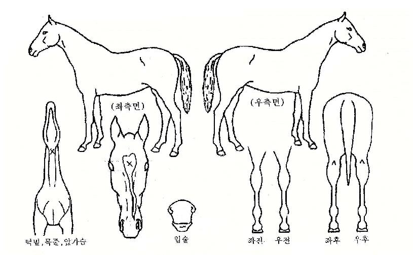 ���������� ����,���,�޸�,�λ�,�ٸ��� Ư¡����