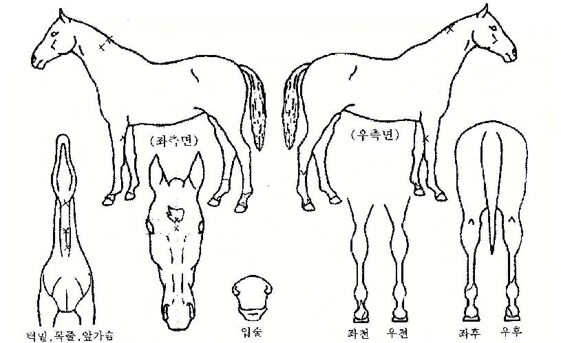 �ʿ���Ȳ���� ����,���,�޸�,�λ�,�ٸ��� Ư¡����