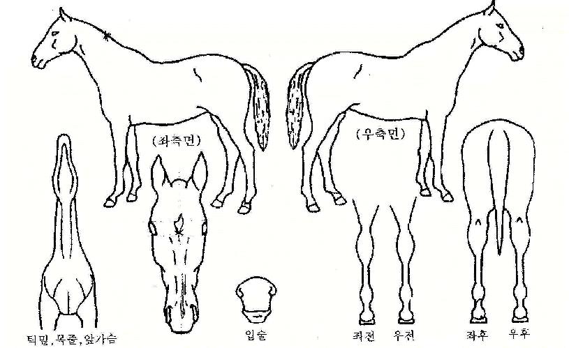 ���������� ����,���,�޸�,�λ�,�ٸ��� Ư¡����