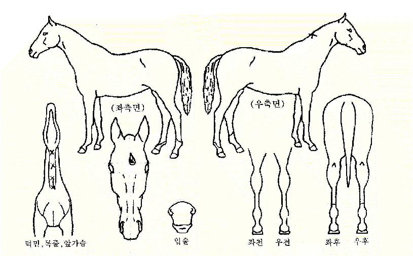 Äý·ÎÁîÀÇ Ãø¸é,¿ì¸é,µÞ¸é,µÎ»ó,´Ù¸®ÀÇ Æ¯Â¡µµÇØ