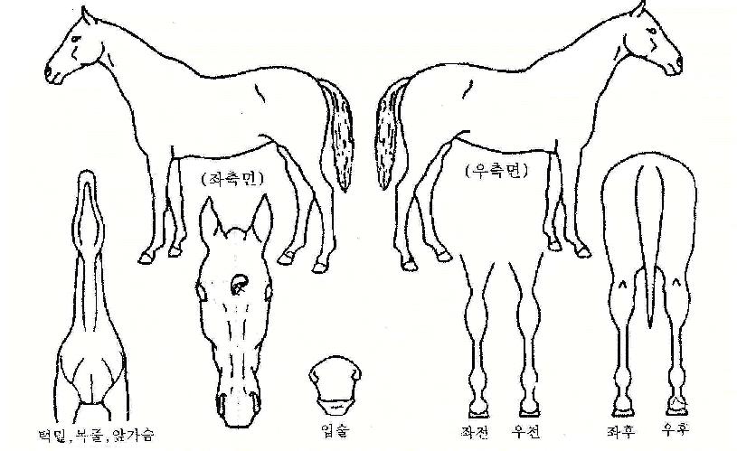 �̽���Ƽ����ũ�ڸ��� ����,���,�޸�,�λ�,�ٸ��� Ư¡����