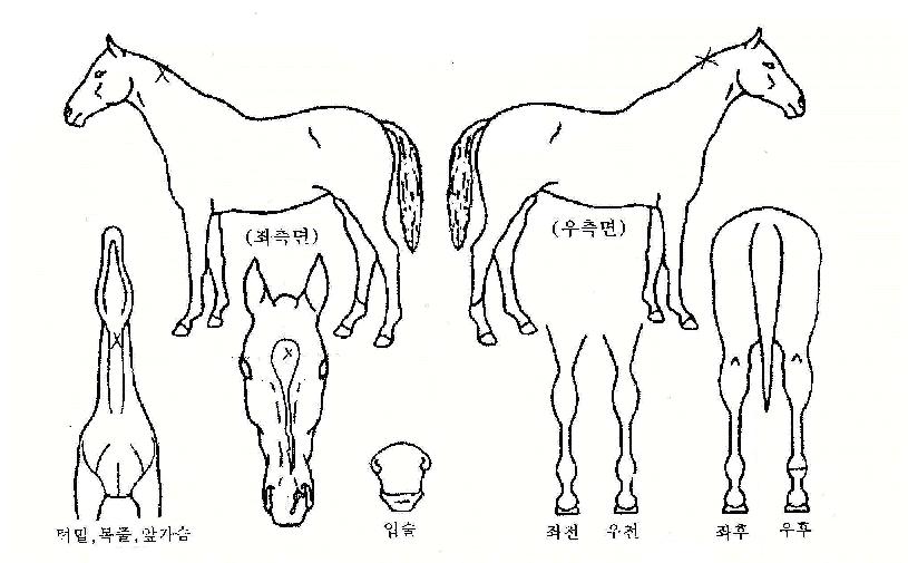 �����Ѻ����� ����,���,�޸�,�λ�,�ٸ��� Ư¡����