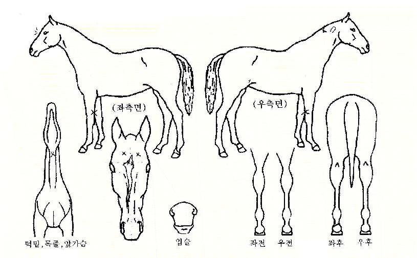 �λ꿵���� ����,���,�޸�,�λ�,�ٸ��� Ư¡����