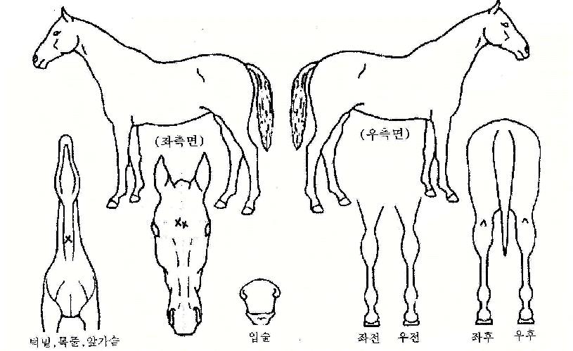 ����ְ��� ����,���,�޸�,�λ�,�ٸ��� Ư¡����