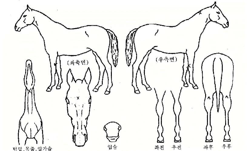 Çʽ½ôëÀÇ Ãø¸é,¿ì¸é,µÞ¸é,µÎ»ó,´Ù¸®ÀÇ Æ¯Â¡µµÇØ