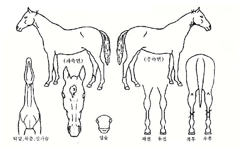 ºò½ºÄÉÀÏÀÇ Ãø¸é,¿ì¸é,µÞ¸é,µÎ»ó,´Ù¸®ÀÇ Æ¯Â¡µµÇØ