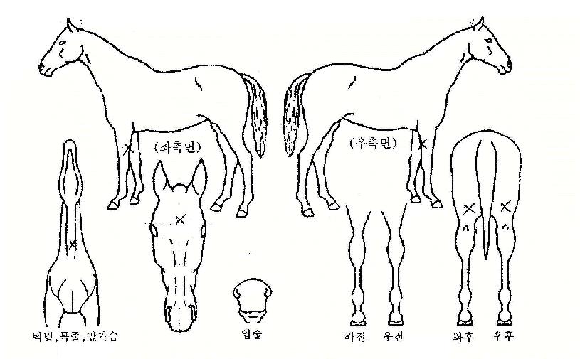 ������������ ����,���,�޸�,�λ�,�ٸ��� Ư¡����