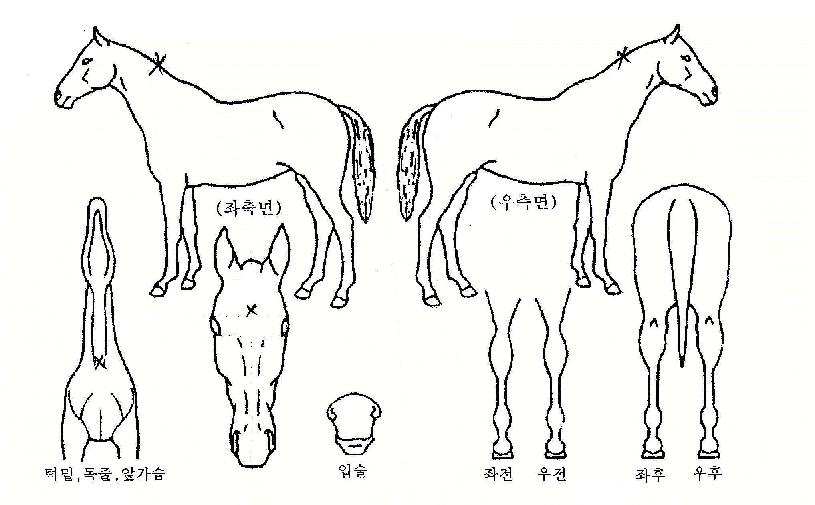 ��Į���ö��ڸ��� ����,���,�޸�,�λ�,�ٸ��� Ư¡����