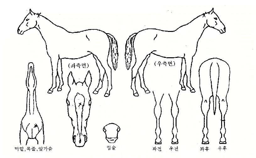 ������������ ����,���,�޸�,�λ�,�ٸ��� Ư¡����